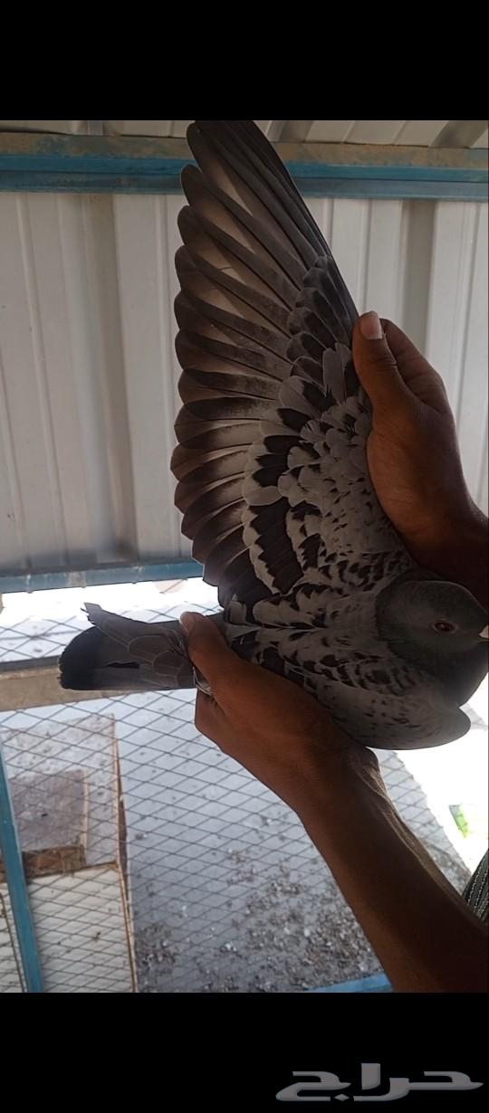حمام زاجل سباقات شرط63529961116035112