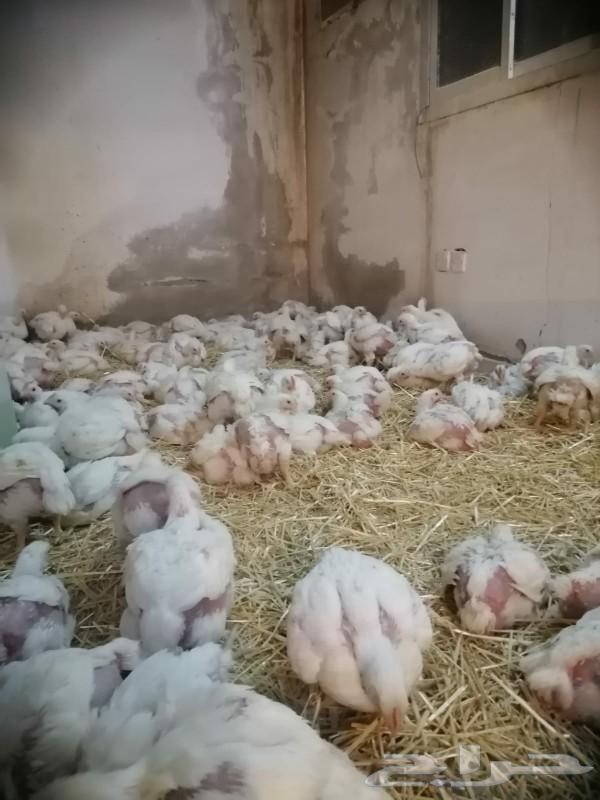 دجاج لاحم للبيع63224051399170111