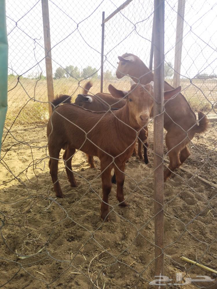 Tios Labanih, Class 10, Number 4, has been sold.63225967489667112