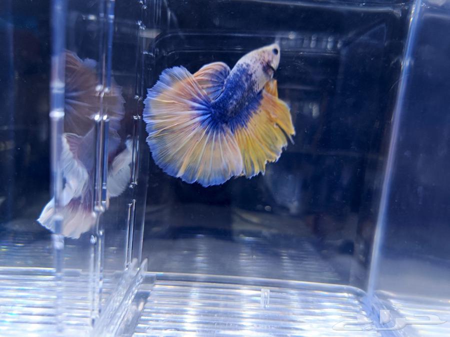 Fish Fighter for sale63226461550723114