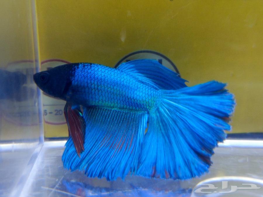 Fish Fighter for sale63226461550723113