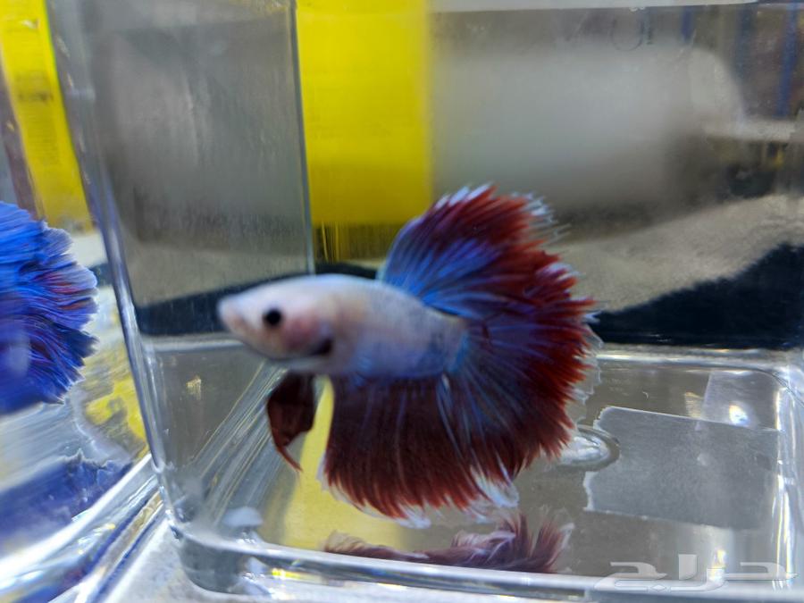 Fish Fighter for sale63226461550723112