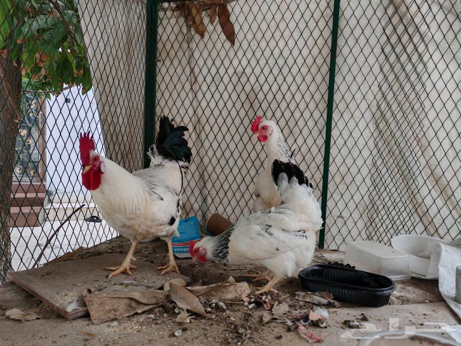 French Colombian chicken63223571487105112