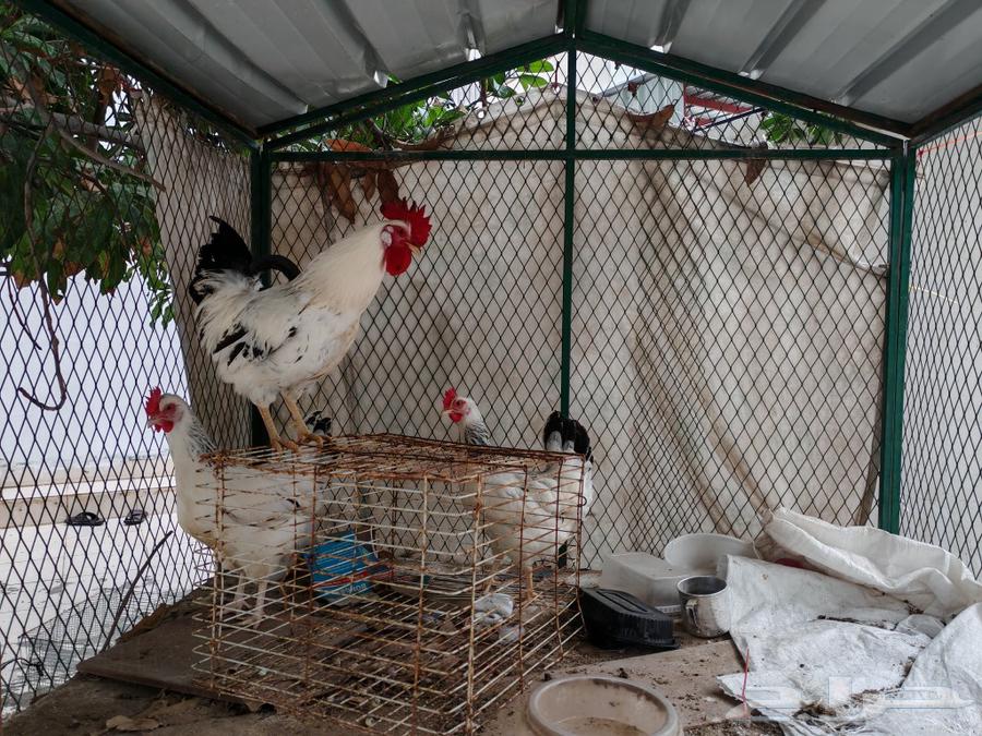 French Colombian chicken63223571487105111