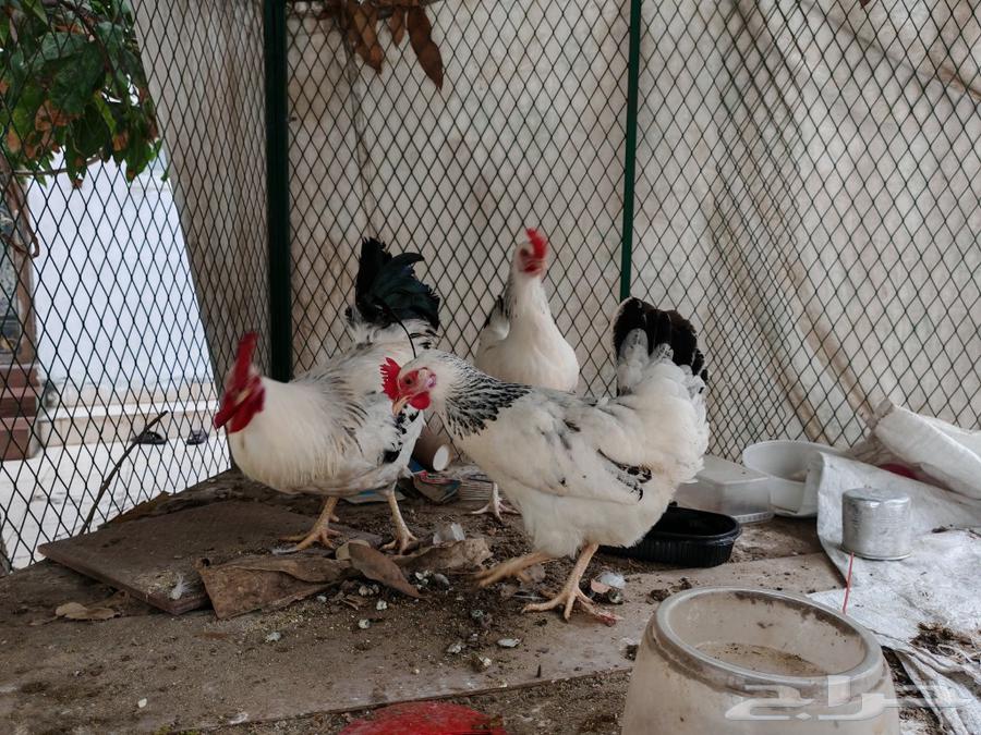 French Colombian chicken632235714871051126