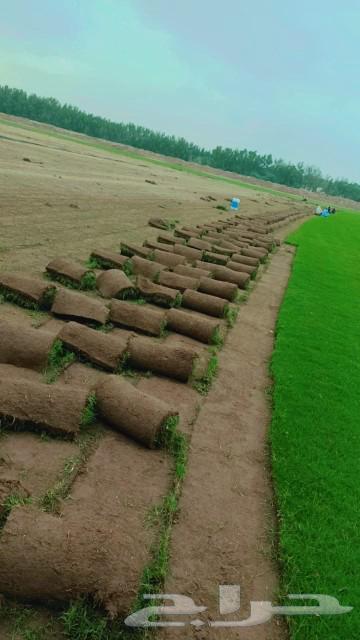 For sale and delivery of green grass63221551343235114