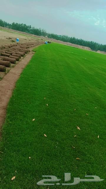 For sale and delivery of green grass63221551343235113