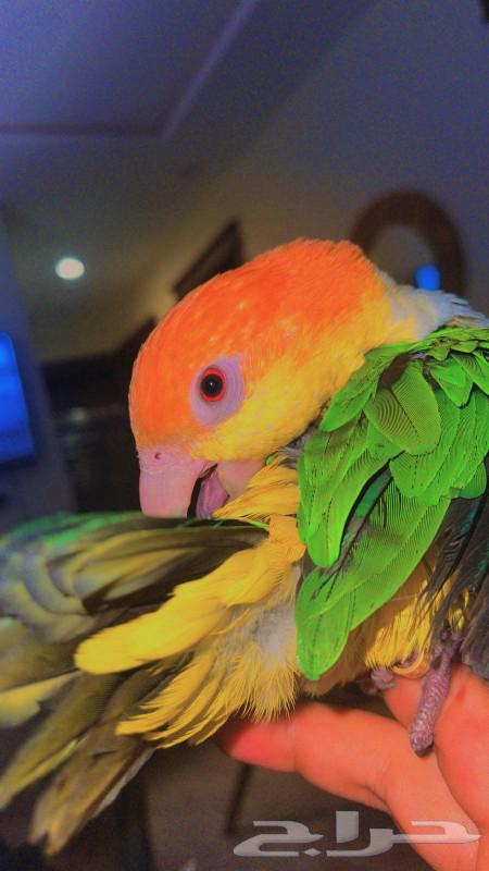 The clown cockatoo parrot is very tame and safe with children, with a distinctive personality.63221547500546114