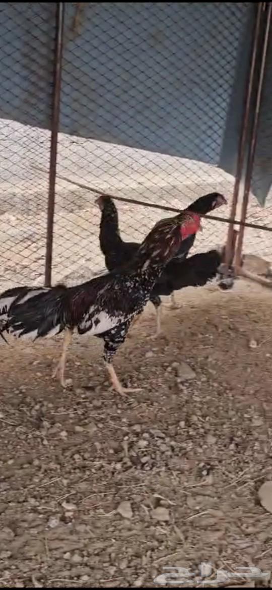 دجاج سندي للبيع (تم البيع )632240727877151117