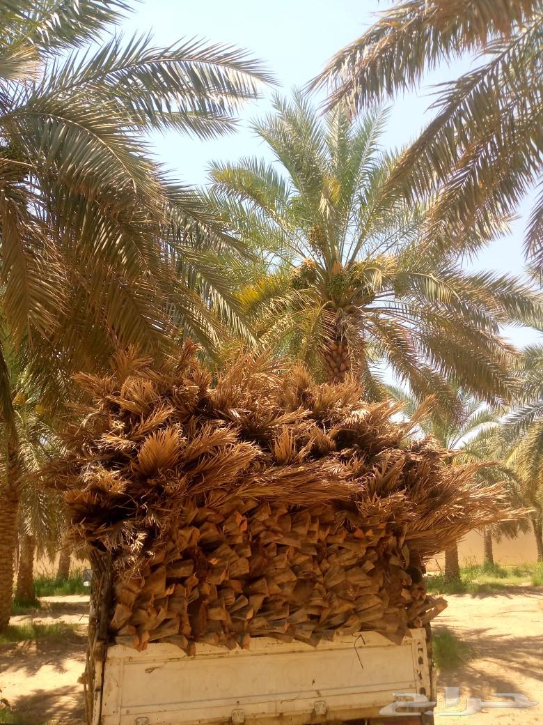 جريد ومظلات للبيع63528156609923113