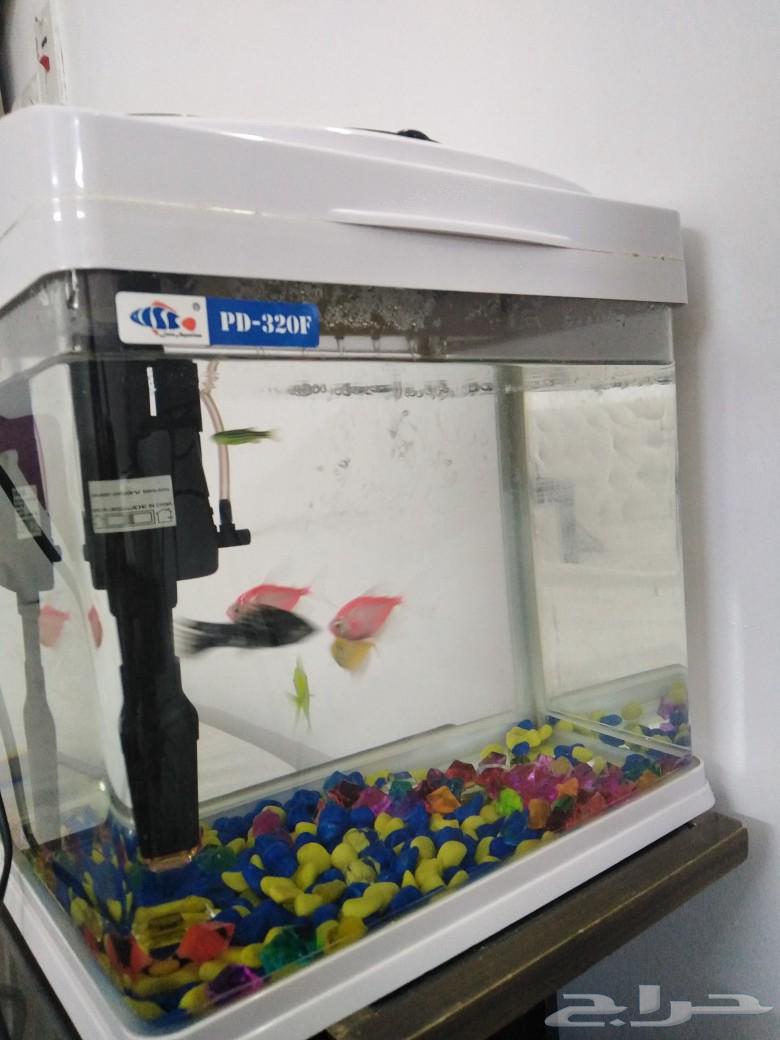 Decorative fish tank63223058594177112