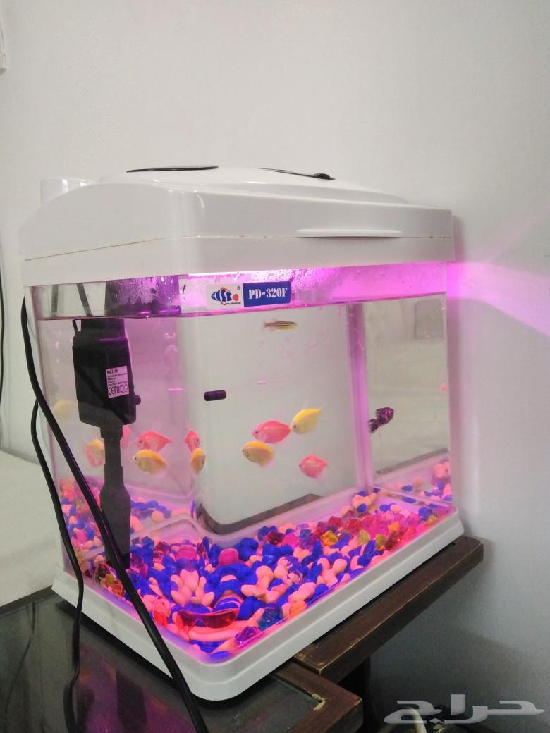 Decorative fish tank63223058594177111