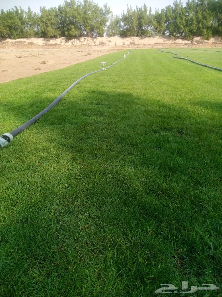 For sale and delivery of green grass63221551343235112