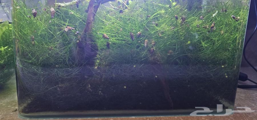 Java Moss63220521517826111