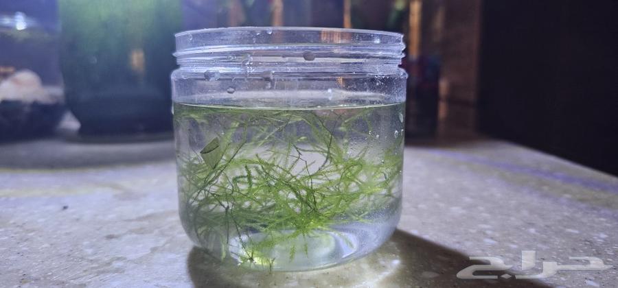 Java Moss63220521517826112