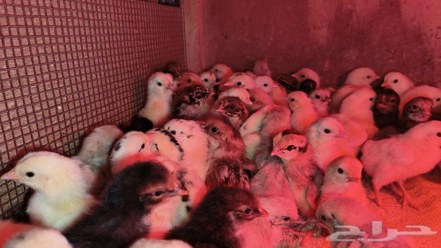 Available local chicks, Fayoumi, and hybrid chickens; price per piece is 4 Riyals63220521723522111