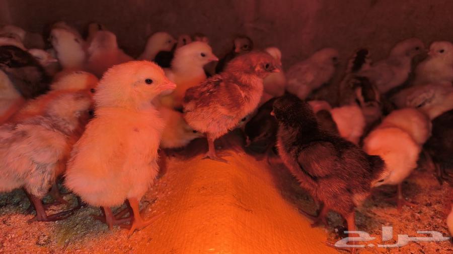 Available local chicks, Fayoumi, and hybrid chickens; price per piece is 4 Riyals63220521723522113
