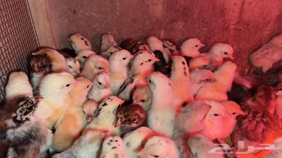 Available local chicks, Fayoumi, and hybrid chickens; price per piece is 4 Riyals63220521723522112