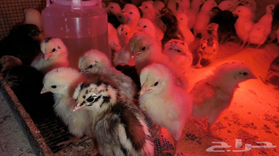 Available local chicks, Fayoumi, and hybrid chickens; price per piece is 4 Riyals632205217235221120