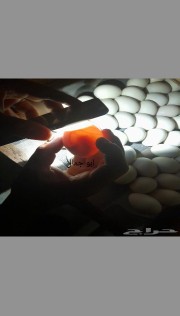 صوص دجاج صوص بط مسكوفى63221034495363111