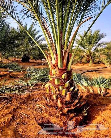 Fruitful palm trees for sale: Ikhlasi, Sukkari, Barhi, Sagh'i, Shishi, Hilali63221034604034112