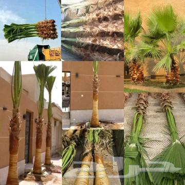 Palm trees and I am flying with Abu Mrou7a first class63526867639555113