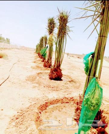 Fruitful palm trees for sale: Ikhlasi, Sukkari, Barhi, Sagh'i, Shishi, Hilali63221034604034114
