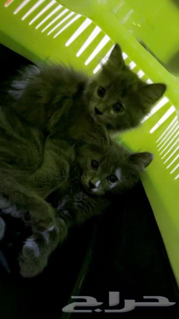 A beautiful Shirazi cat with her kittens, the price is (sum), of course she comes with their houses.63220521299842112