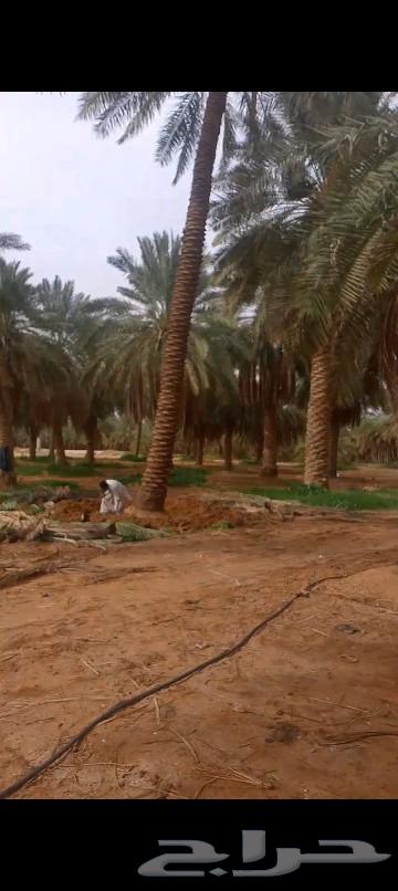 Palm trees of all types and sizes63527331048961111