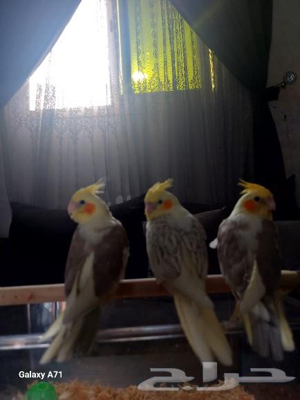 فروخ طير الكروان كوكتيل63219571518979111