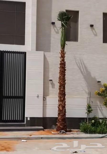Palm trees and I am flying with Abu Mrou7a first class63526867639555111