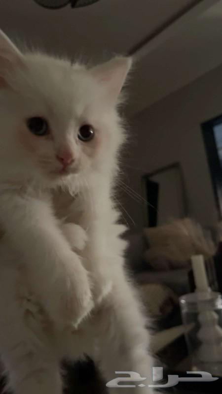 Animals63221067224322113