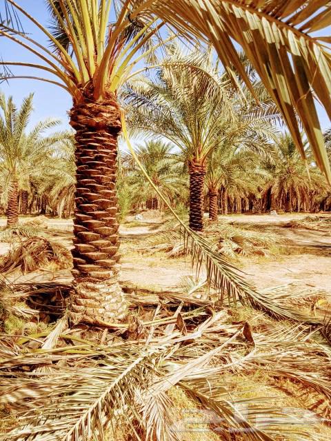 Fruitful palm trees for sale: Ikhlasi, Sukkari, Barhi, Sagh'i, Shishi, Hilali63221034604034111