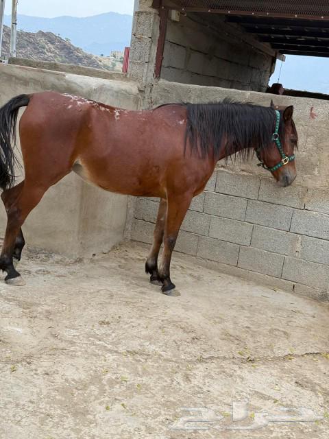 A popular horse for sale63220549412866111