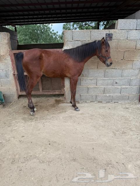 A popular horse for sale63220549412866113