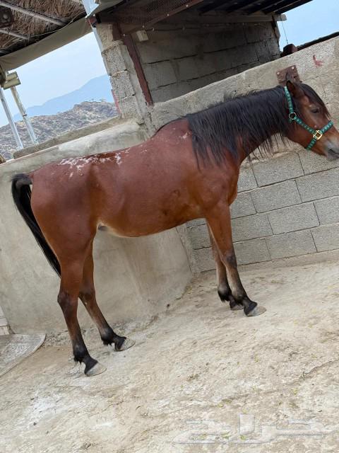A popular horse for sale63220549412866114