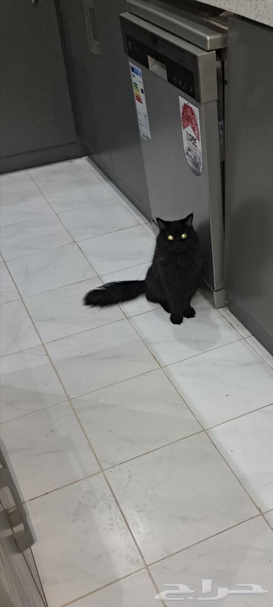 قط قطط شيرازي63219571532418113