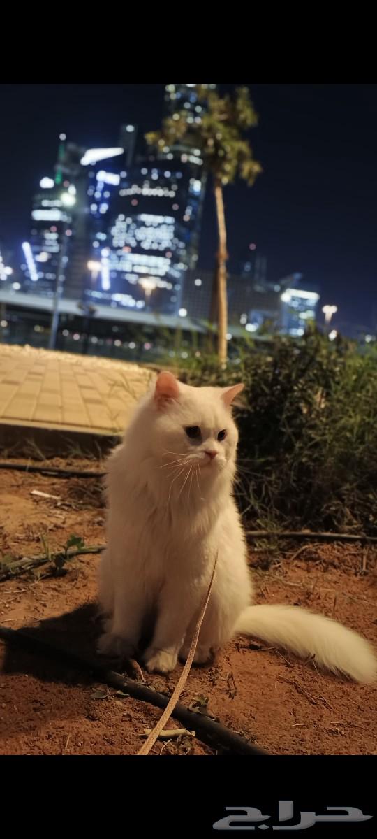 Just a mention for adoption63220531362050111