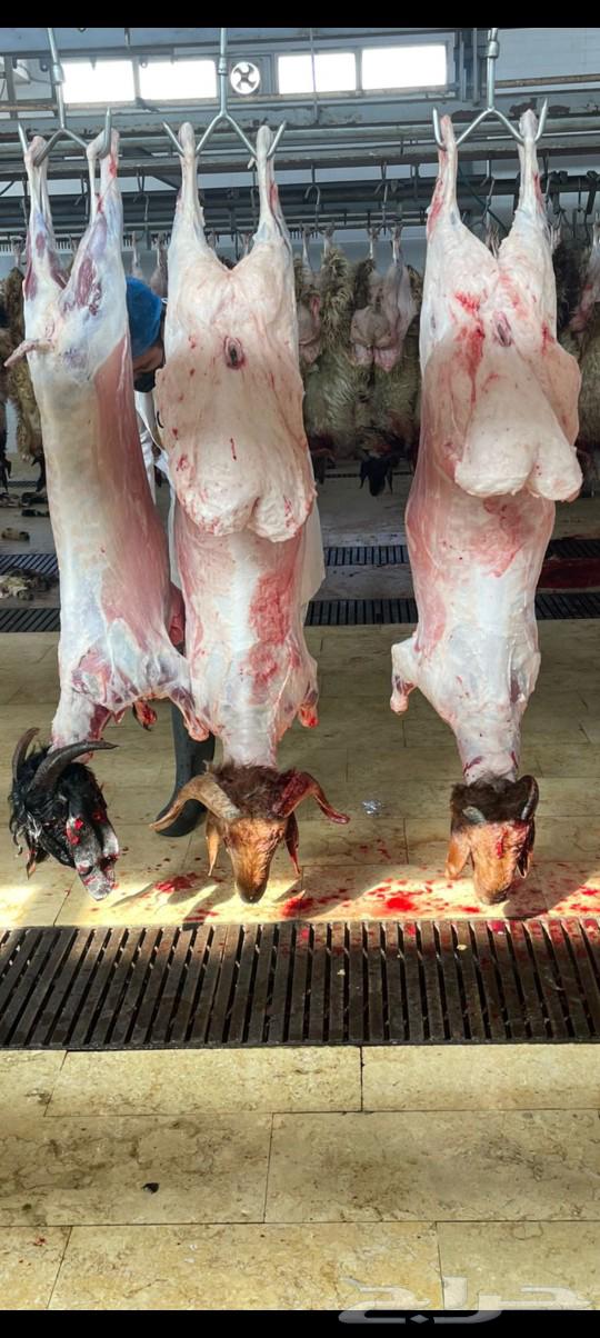 49 Riyals, Hashi Labani Naaimi, hot Najdi male goats for sale63221584350211112