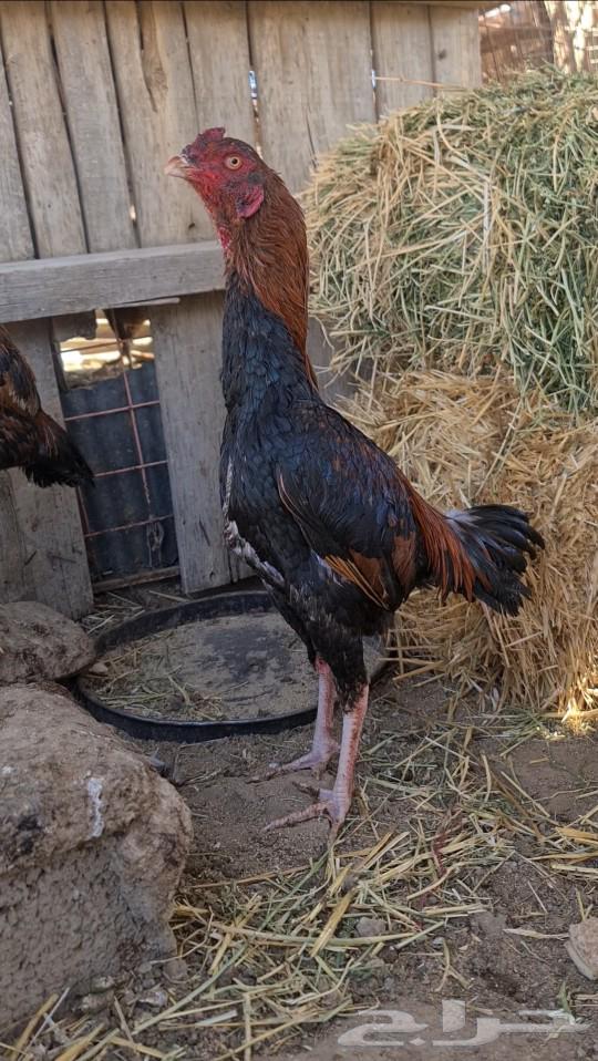 Pakistani rooster for sale63221056517121111