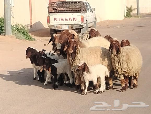 شياه نعيم مقاني مراح واحد العدد 10 يتبعهن 1063219564217475112