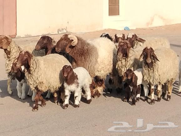 شياه نعيم مقاني مراح واحد العدد 10 يتبعهن 1063219564217475111