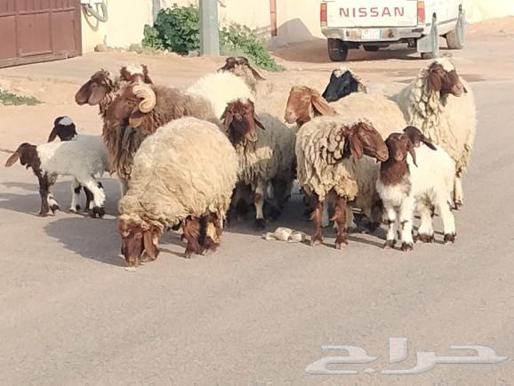 شياه نعيم مقاني مراح واحد العدد 10 يتبعهن 1063219564217475113