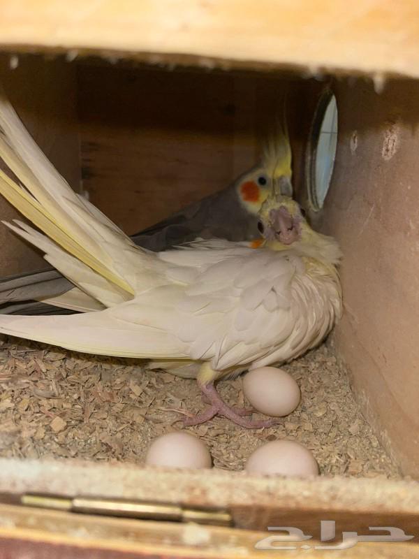 جوز بغبغاء كروان منتج عندي مرتين والان محضن بيض لى البيع مست63219553164931113