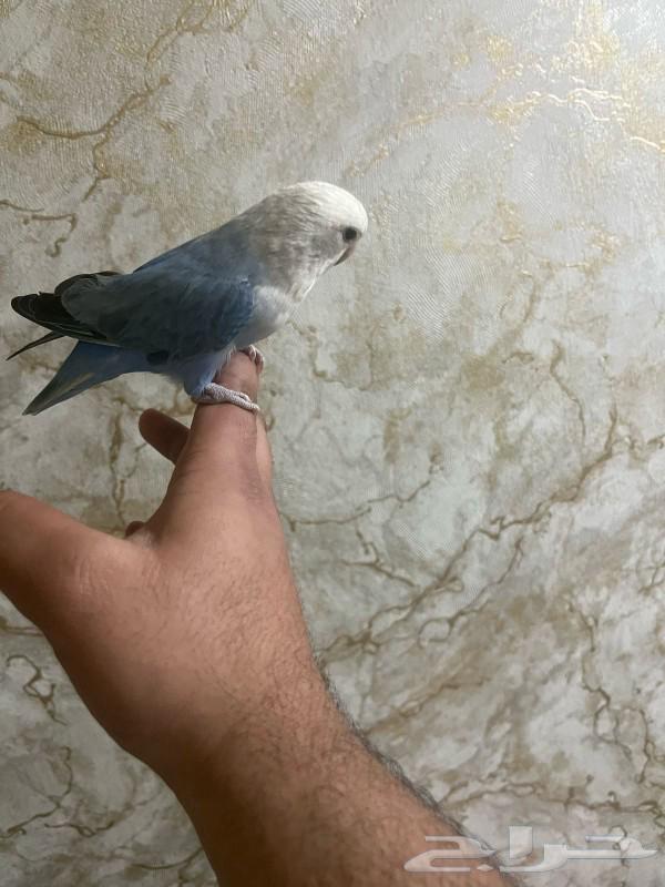 Bird of the day, Eliif, threatened to speak.63219029872899111