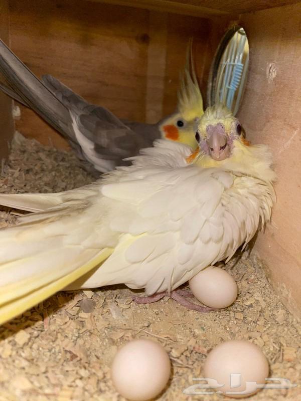جوز بغبغاء كروان منتج عندي مرتين والان محضن بيض لى البيع مست63219553164931112