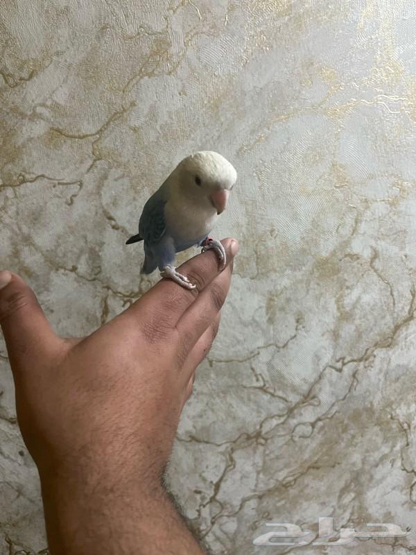 Bird of the day, Eliif, threatened to speak.632190298728991111