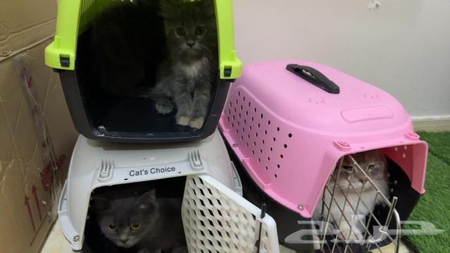 A beautiful Shirazi cat with her kittens, the price is (sum), of course she comes with their houses.63220521299842113