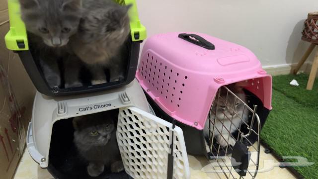 A beautiful Shirazi cat with her kittens, the price is (sum), of course she comes with their houses.63220521299842114