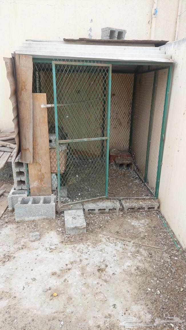 حمام باكستاني مع عادي للبيع63219546851841114